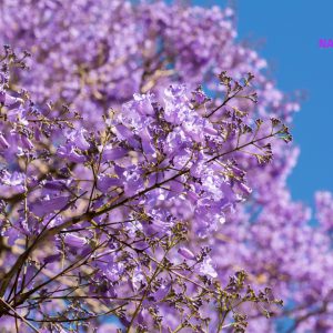 Bonsai Jacaranda - Jacaranda mimosifolia